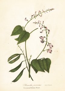 Wilde Nierenbohne, Phaseolus polystachios