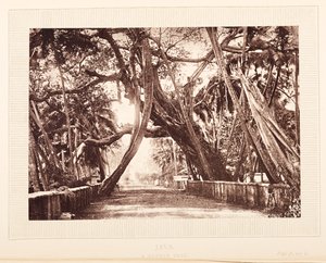 Ein Banyanbaum, Java von English Photographer