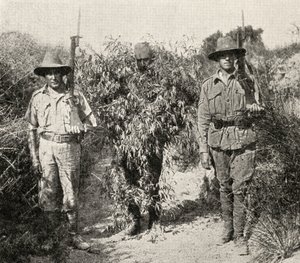 Ein türkischer Scharfschütze, als Busch getarnt, in Gewahrsam nach der Gefangennahme durch ANZAC-Truppen, aus 