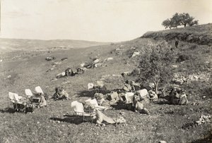 Ambulanzkamele, ca. 1916-19