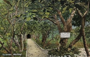 Alte Feigengärten in Tarring, Worthing, Sussex, die den ältesten Feigenbaum in England beanspruchen, gepflanzt von Thomas Becket (Foto) von English Photographer