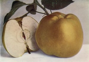 Apfel, Lord Derby von English Photographer