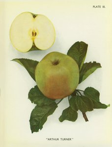 Äpfel von England: Arthur Turner von English Photographer
