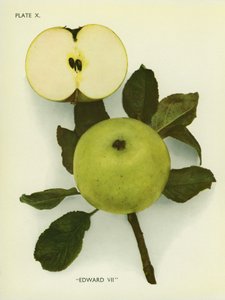 Äpfel von England: Edward VII. von English Photographer