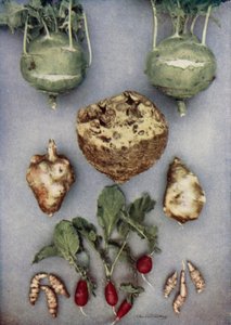Artischocken, Kohlrabi, Knollensellerie und Radieschen von English Photographer