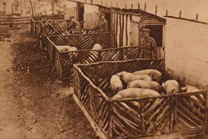 Schweinezucht der britischen Armee während des Ersten Weltkriegs von English Photographer