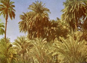 Dattelpalmen auf der Insel Elephantine, Ägypten