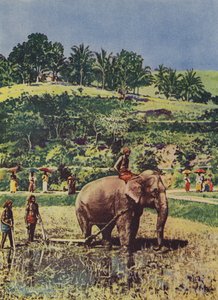 Elefant hilft beim Pflügen der Reisfelder in Indien