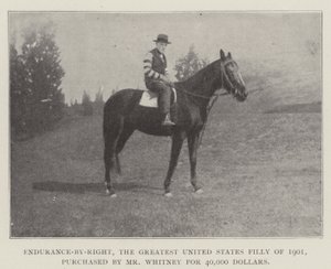 Endurance-by-Right, die größte Stute der Vereinigten Staaten von 1901, gekauft von Mr. Whitney für 40.000 Dollar von English Photographer