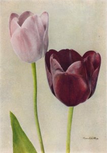 Euterpe und Frans Hals von English Photographer