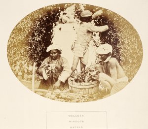 Mallees (Gärtner), Hindus, Madras, aus Die Völker Indiens, von J. Forbes Watson, veröffentlicht 1868 von English Photographer