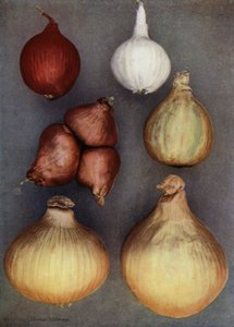 Zwiebeln von English Photographer