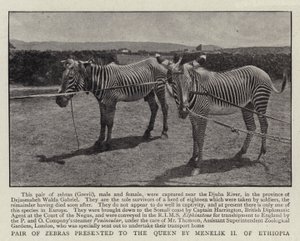 Paar Zebras, der Königin von Menelik II. von Äthiopien geschenkt von English Photographer
