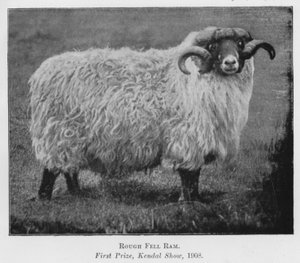Rough Fell Widder, Erster Preis, Kendal Show von English Photographer