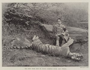 Der erste Tiger, erschossen von Prinz Bughwan Singh, zwölf Jahre alt