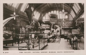 Das Victoria und Albert Museum, South Kensington, London, Fischgalerie von English Photographer