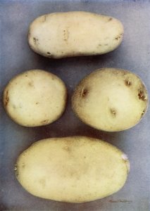 Weiße Kartoffeln von English Photographer