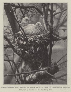 Nest von Ringeltauben, gefunden am 20. April in einem Baum am Torrington Square