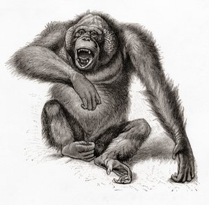 Ein Borneo-Orang-Utan, Pongo pygmaeus. Aus Meyers Lexikon, veröffentlicht 1924 von English School