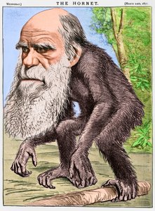 Ein ehrwürdiger Orang-Utan, eine Karikatur von Charles Darwin als Affe von English School