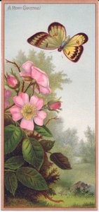 Eine viktorianische Weihnachtskarte mit einem Schmetterling und einem Busch von Hundsrosen, ca. 1880