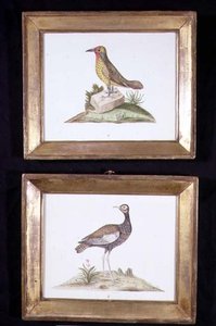 Ein Specht und ein Auerhuhn, ca. 1800
