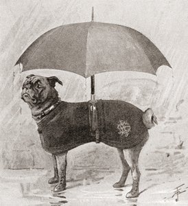 Ein Mops mit Stiefeln, Mantel und Regenschirm, um sich vor dem Regen zu schützen von English School