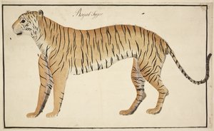 Ein königlicher Tiger aus der Sammlung des Serfagee von Tanjore von English School