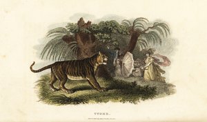 Ein Tiger, Panthera tigris, wird von einer englischen Frau mit einem Regenschirm verscheucht von English School