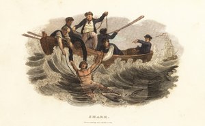 Ein junger Mann wird von Bootsmännern im Hafen von Havanna, Kuba, vor einem Hai gerettet von English School