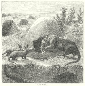 Erdferkel von English School