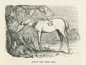 Etwa ein Jahr alt (Gravur) von English School