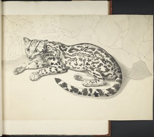 Tigerkatze, aus 