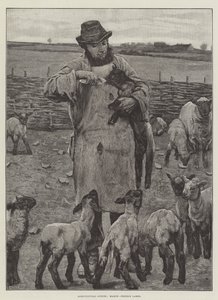 Landwirtschaftliche Szenen, März, Lämmer füttern (Stich) von English School