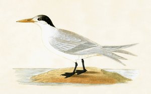 Allied Tern, Illustration aus 