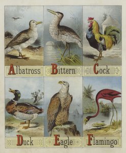 Alphabet der Vögel von English School