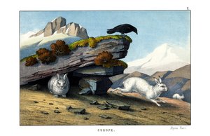 Alpenhase von English School