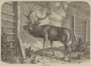 Ein Hirsch mit Geweih von English School