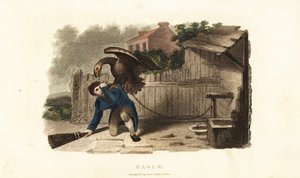 Ein Adler greift seinen Wärter an, um sich für eine Woche zuvor erhaltene Peitschenhiebe zu rächen von English School