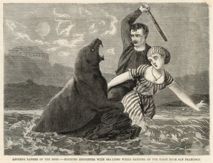 Ein aufregendes Zusammentreffen mit Seelöwen beim Baden an der Küste bei San Francisco von English School