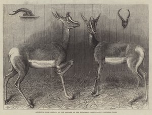 Antilopen aus dem Sudan, in den Gärten der Zoologischen Gesellschaft (Gravur)