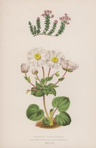 Asperula Arcadiensis; Ranunculus Parnassifolius von English School
