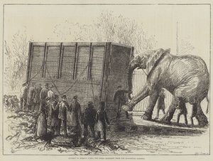 Versuch, Jumbo, den großen Elefanten, aus dem Zoologischen Garten zu entfernen (Lithographie) von English School