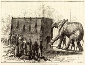 Versuch, Jumbo, den großen Elefanten, aus dem Zoologischen Garten zu entfernen von English School