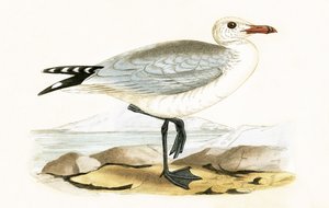 Audouins Möwe, Illustration aus 