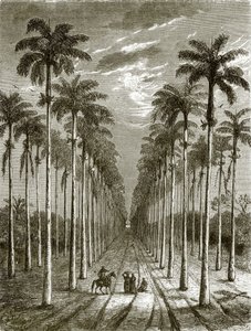 Allee von Palmen, die zu einer Residenz in Kuba führt von English School