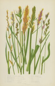 Achselbüschel-Segge, Boenninghausens Segge, Große Rispen-Segge, Paradoxe Segge von English School
