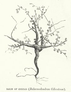 Balsam von Gilead, Balsamodendron Gileadense (Gravur) von English School