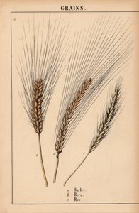Gerste, Bere und Roggengras, aus 