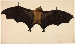 Fledermaus, aus der Francis Buchanan Sammlung, ca. 1804 (Aquarell & Gouache auf Papier) von English School